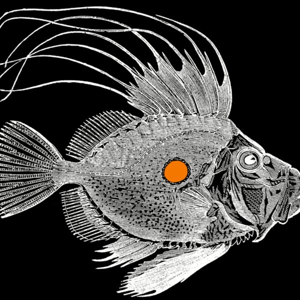 John Dory Thumbnail